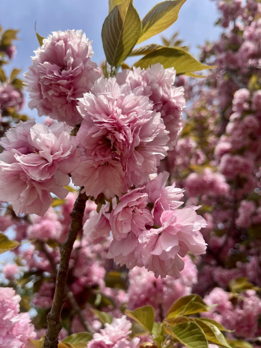 Japanese flowering cherry blossoms